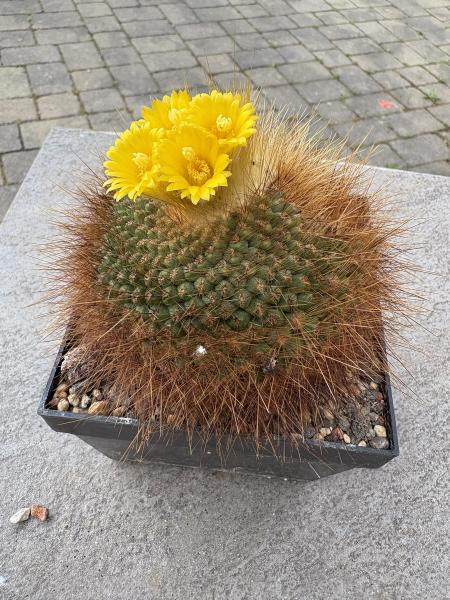 Parodia chrysacanthion